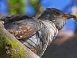 Die wurm2  Common (European) Cuckoo